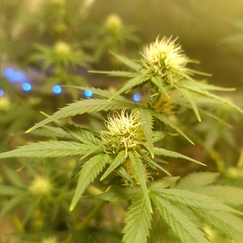 Special Queen 1 growlog timeline photo