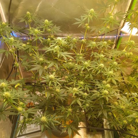 Special Queen 1 growlog timeline photo
