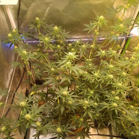 Special Queen 1 growlog timeline photo