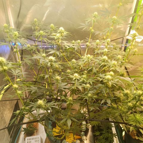 Special Queen 1 growlog timeline photo