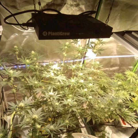Special Queen 1 growlog timeline photo