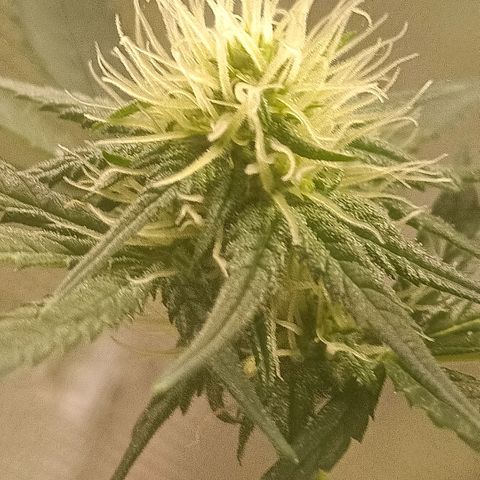 Special Queen 1 growlog timeline photo