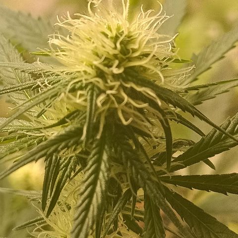 Special Queen 1 growlog timeline photo