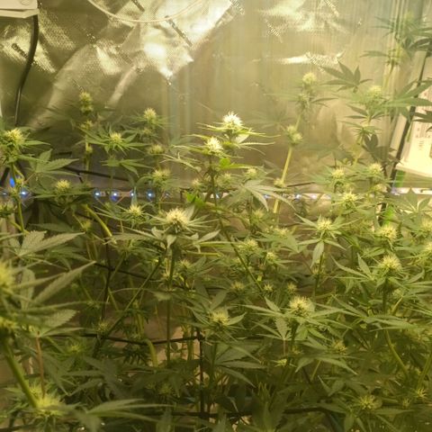 Special Queen 1 growlog timeline photo