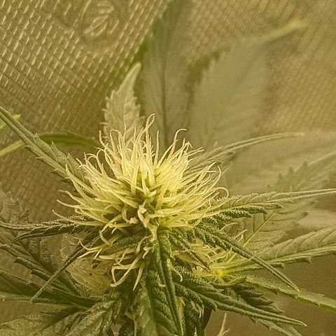 Special Queen 1 growlog timeline photo