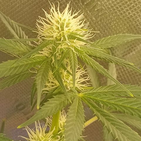 Special Queen 1 growlog timeline photo