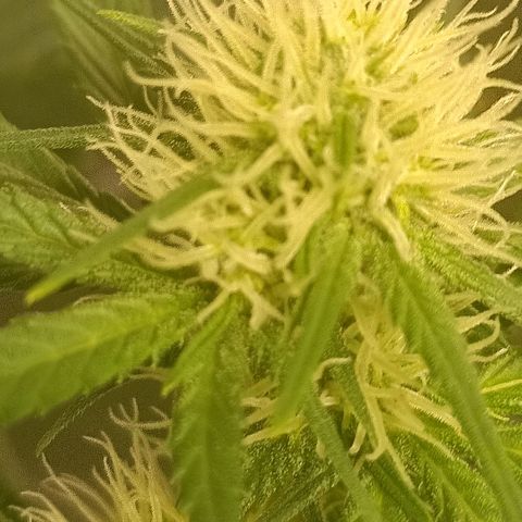 Special Queen 1 growlog timeline photo
