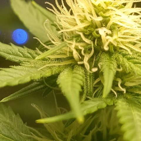 Special Queen 1 growlog timeline photo