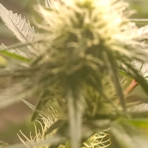 Special Queen 1 growlog timeline photo