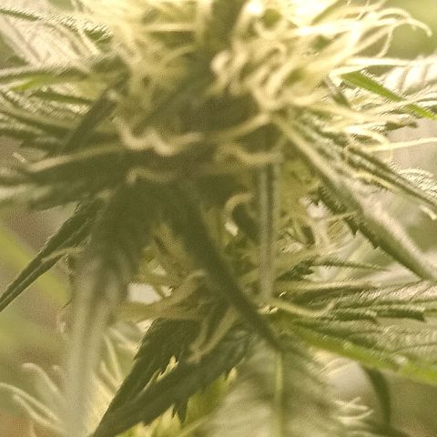 Special Queen 1 growlog timeline photo