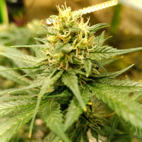Special Queen 1 growlog timeline photo