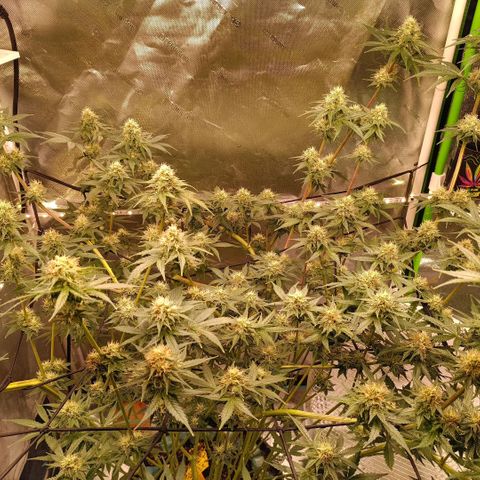 Special Queen 1 growlog timeline photo