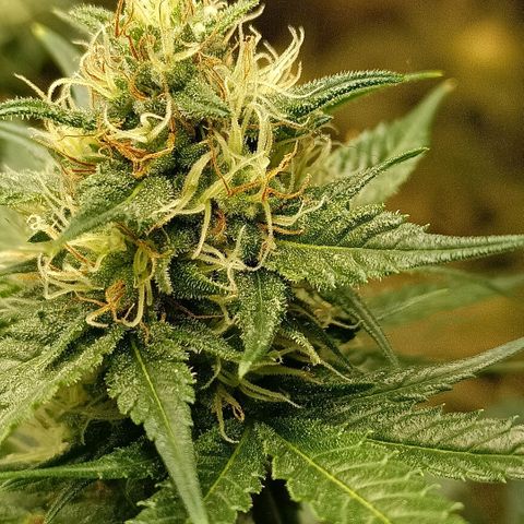 Special Queen 1 growlog timeline photo