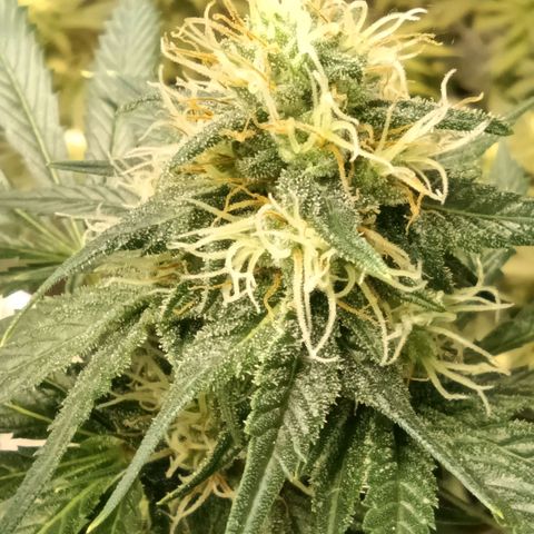 Special Queen 1 growlog timeline photo