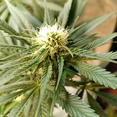 Special Queen 1 growlog timeline photo