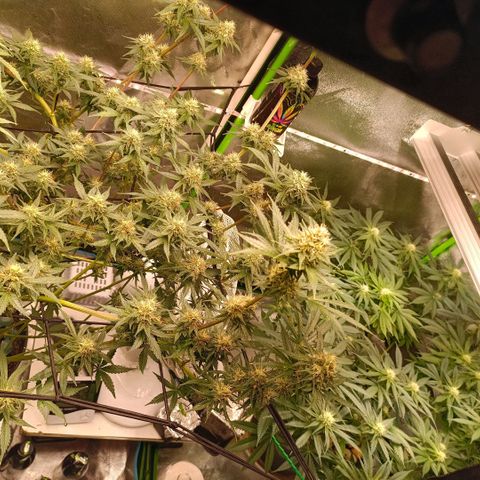 Special Queen 1 growlog timeline photo