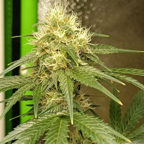 Special Queen 1 growlog timeline photo