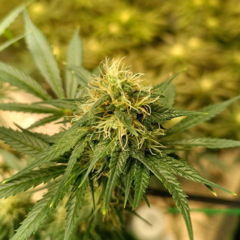 Special Queen 1 growlog timeline photo
