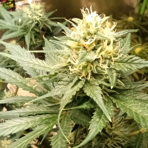 Special Queen 1 growlog timeline photo