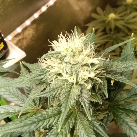 Special Queen 1 growlog timeline photo