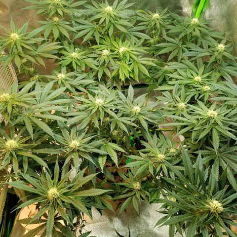Special Queen 1 growlog timeline photo