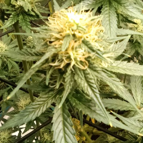 Special Queen 1 growlog timeline photo