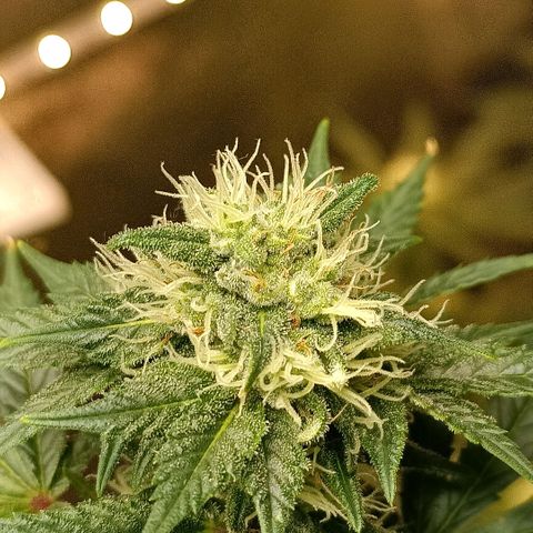Special Queen 1 growlog timeline photo