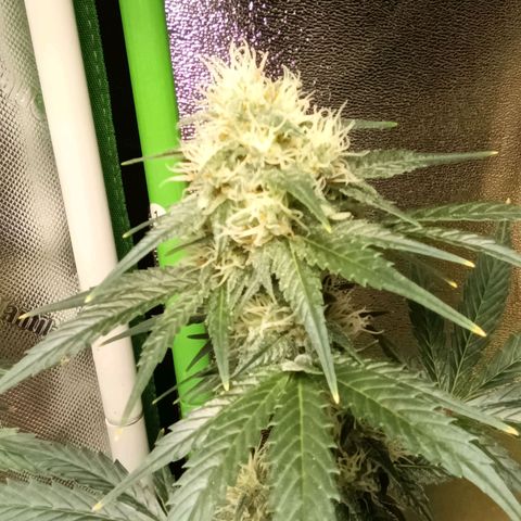Special Queen 1 growlog timeline photo