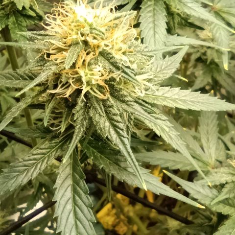 Special Queen 1 growlog timeline photo