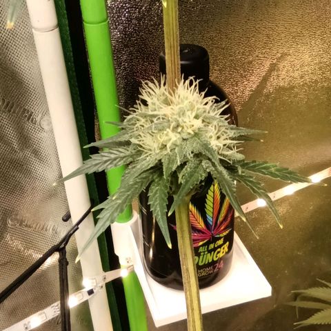 Special Queen 1 growlog timeline photo