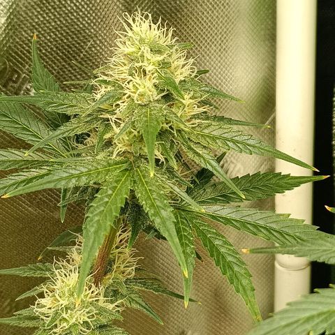 Special Queen 1 growlog timeline photo