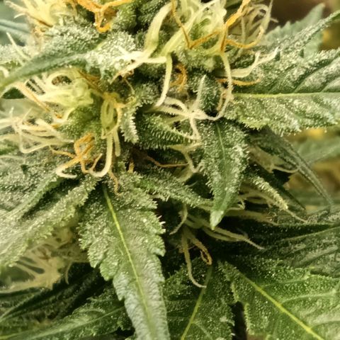 Special Queen 1 growlog timeline photo