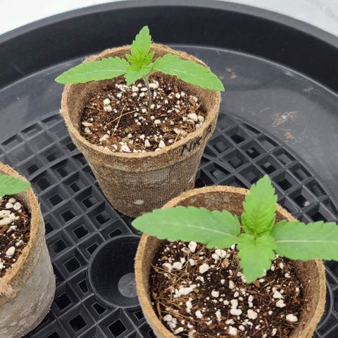 Grape Octane (Grape Pie x High Octane OG) growlog timeline photo