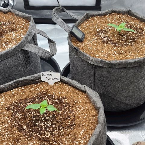 Grape Octane (Grape Pie x High Octane OG) growlog photo: Transplant to 7 gal fabric pots. Raised lights to about 28 inch from canopy