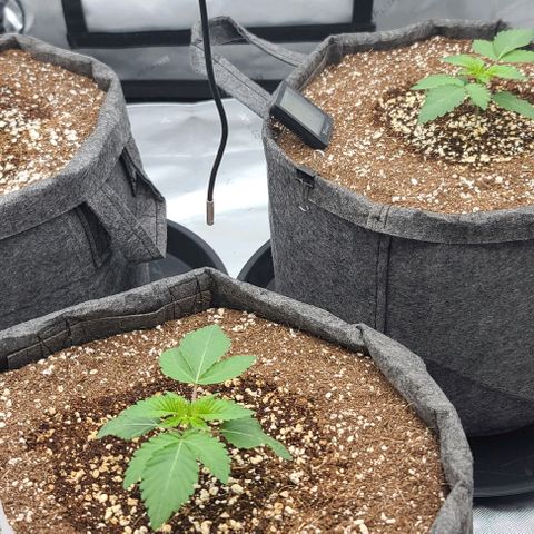 Grape Octane (Grape Pie x High Octane OG) growlog timeline photo