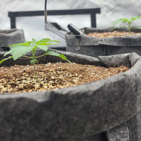Grape Octane (Grape Pie x High Octane OG) growlog timeline photo