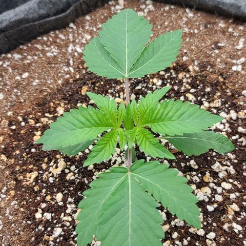 Grape Octane (Grape Pie x High Octane OG) growlog timeline photo
