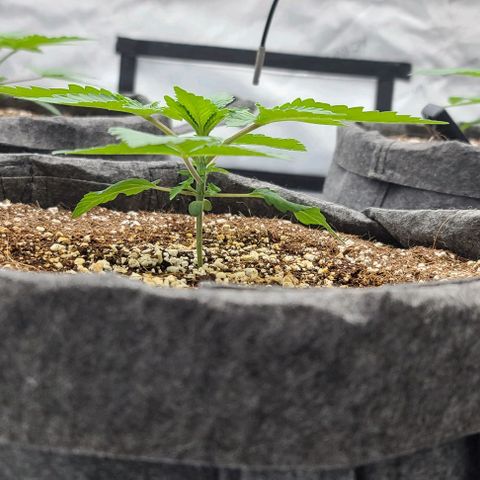 Grape Octane (Grape Pie x High Octane OG) growlog timeline photo