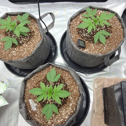 Grape Octane (Grape Pie x High Octane OG) growlog timeline photo