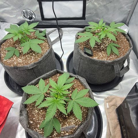 Grape Octane (Grape Pie x High Octane OG) growlog timeline photo