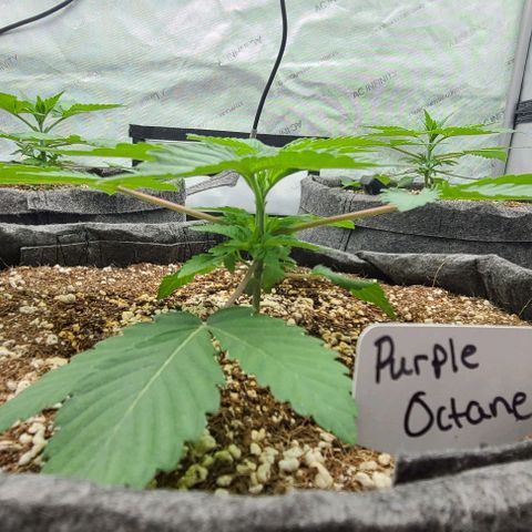 Grape Octane (Grape Pie x High Octane OG) growlog timeline photo