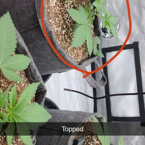 Grape Octane (Grape Pie x High Octane OG) growlog photo: Topped