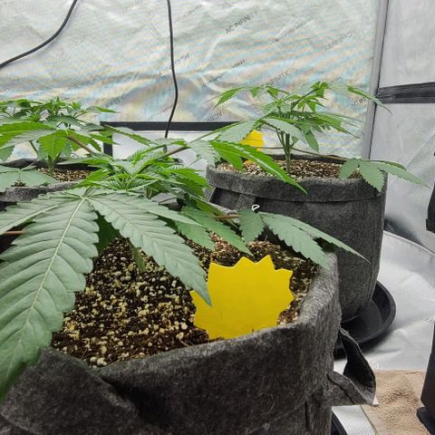 Grape Octane (Grape Pie x High Octane OG) growlog timeline photo