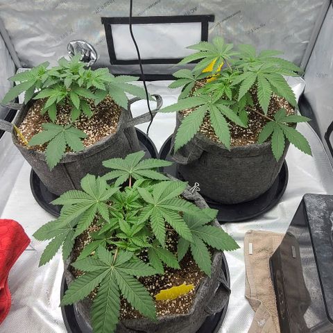Grape Octane (Grape Pie x High Octane OG) growlog timeline photo