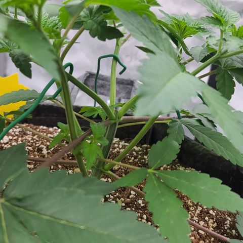 Grape Octane (Grape Pie x High Octane OG) growlog photo: Trained