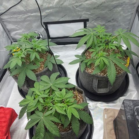 Grape Octane (Grape Pie x High Octane OG) growlog photo: Trained