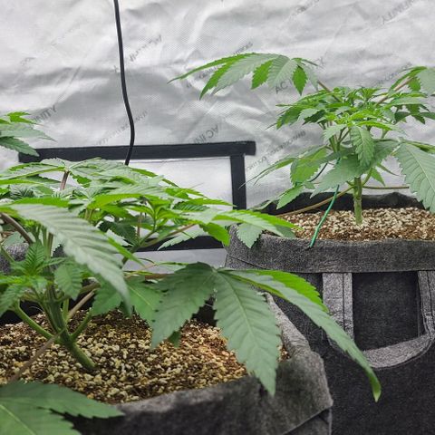 Grape Octane (Grape Pie x High Octane OG) growlog timeline photo