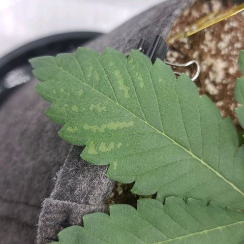 Grape Octane (Grape Pie x High Octane OG) growlog photo: Seeing signs of burn. Possibly from high ppm. Flushed with RO water. Light nutes next feeding