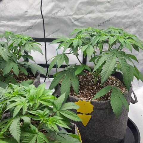 Grape Octane (Grape Pie x High Octane OG) growlog photo: Seeing signs of burn. Possibly from high ppm. Flushed with RO water. Light nutes next feeding