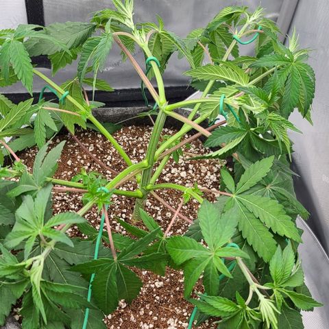 Grape Octane (Grape Pie x High Octane OG) growlog photo: LST a little too late